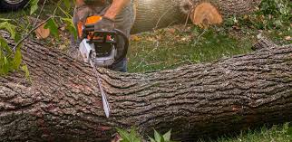 How Our Tree Care Process Works  in  Langley Park, MD